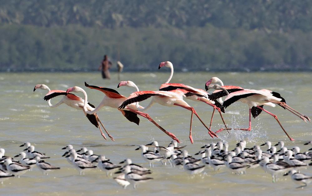 Rausvos flamingos ir seagulls seklame vandenyje