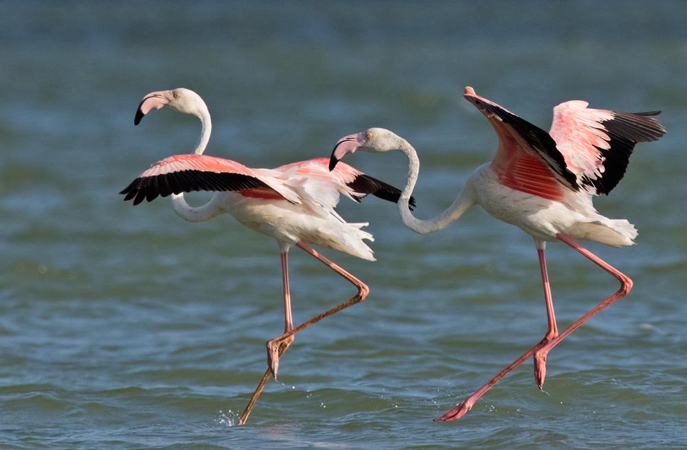 Pink flamingos ṣaaju ki flight