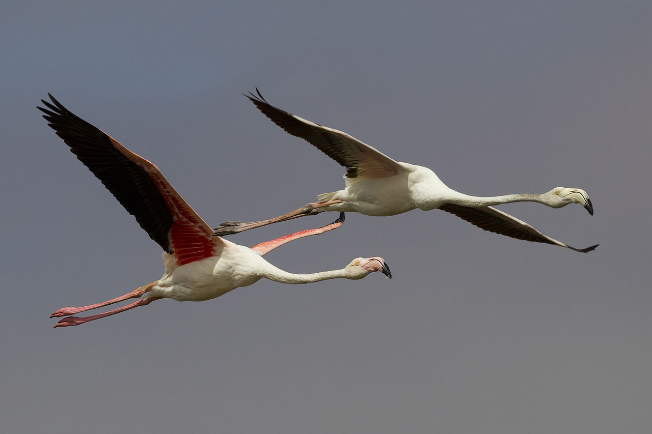 Um, par, de, cor-de-rosa, flamingos, vôo