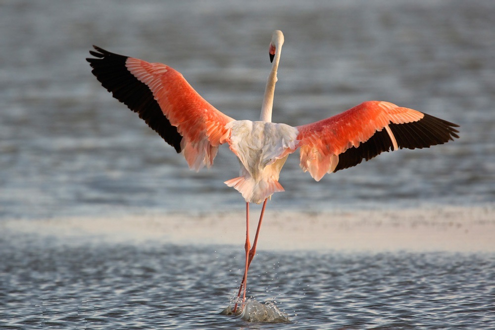 Pink flamingo poletanje, pogled sa zadnje strane