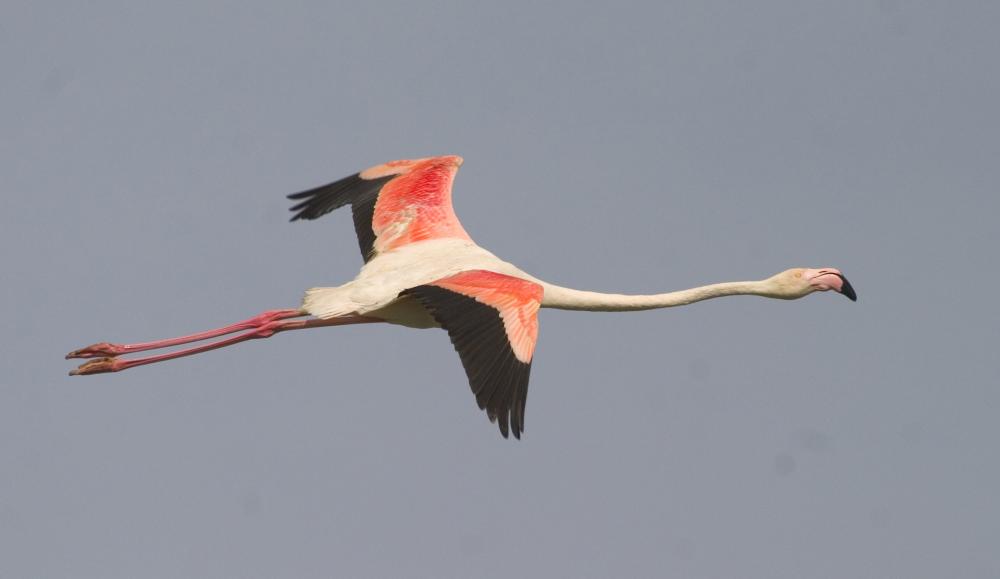 Pink flamingo dalam penerbangan