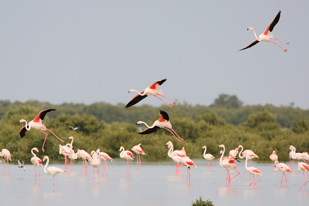 Göl kenarında pembe flamingolar