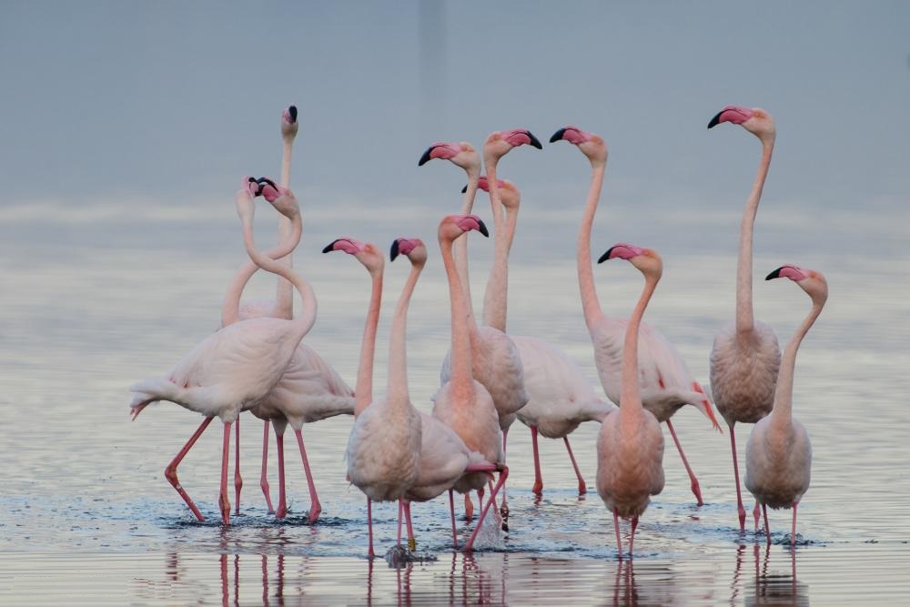 হ্রদ উপর গোলাপী flamingos একটি পালক