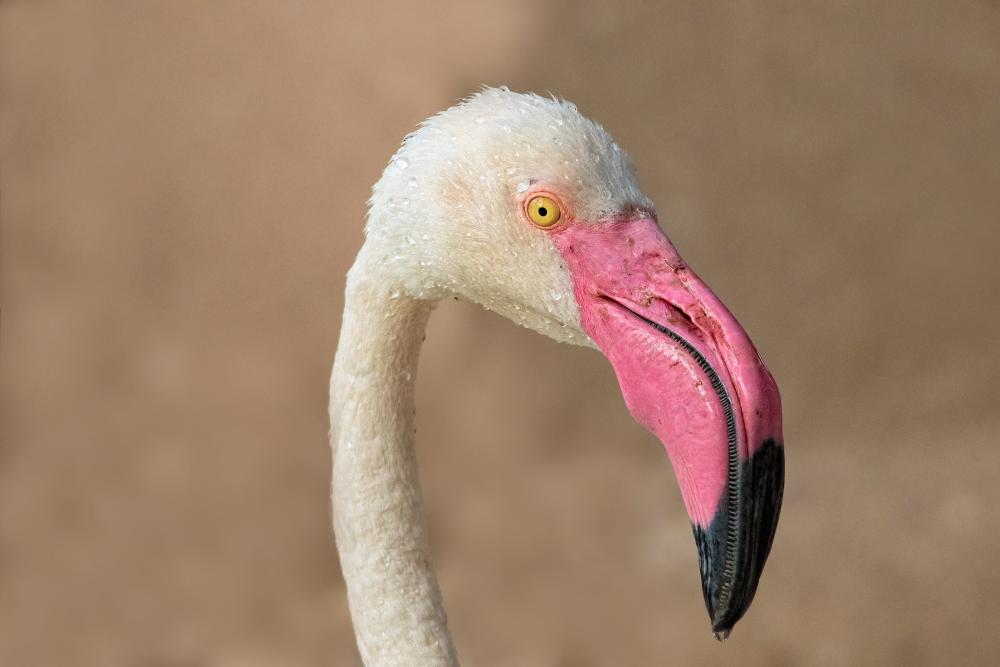 Розовата фламинго глава