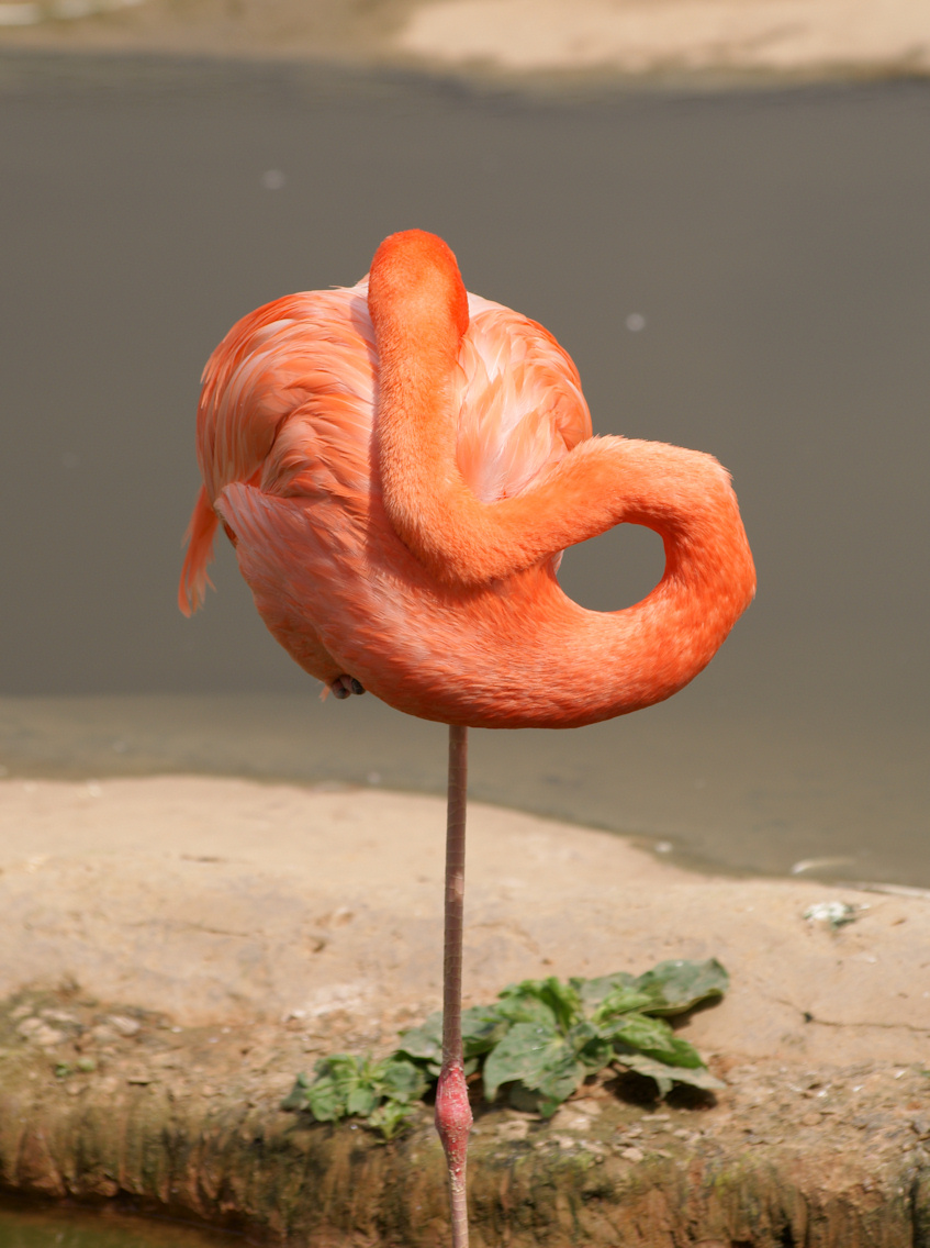 Rožinis flamingas stovi vienoje rankoje