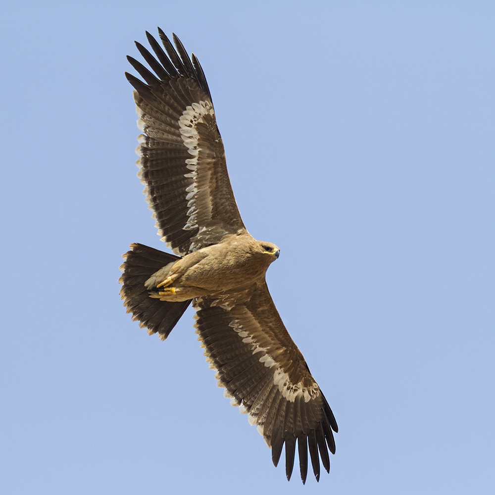 Steppe Eagle höjer på himlen