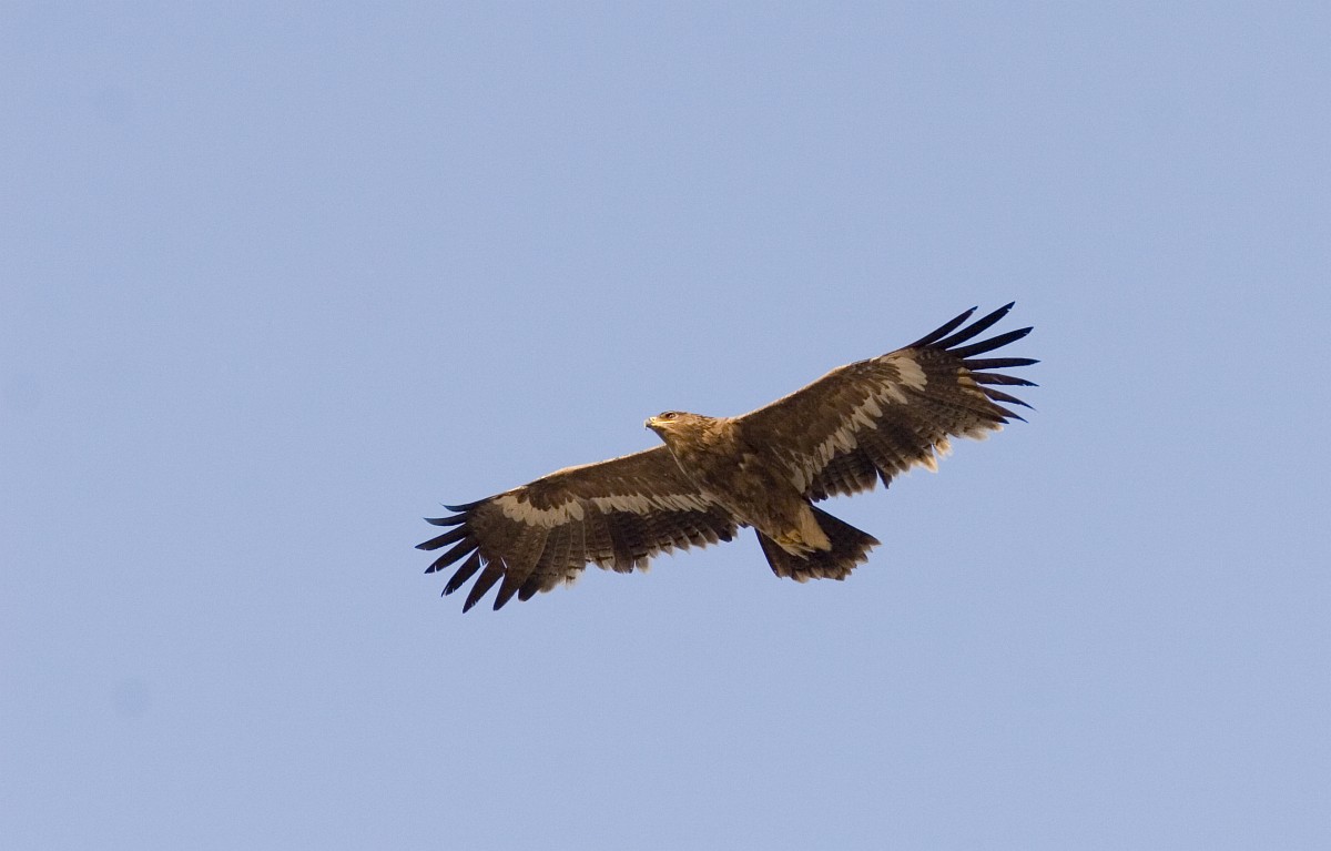 Steppe Eagle vola nel cielo