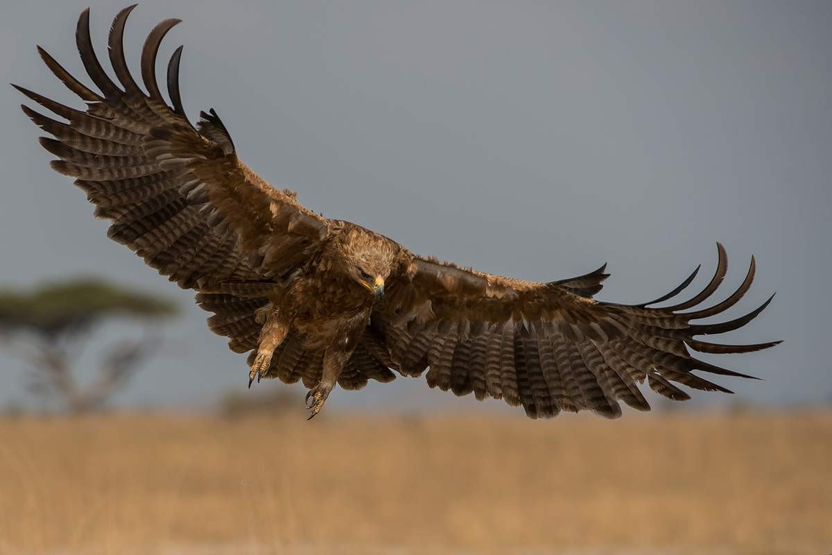 Steppe Eagle kijkt uit voor prooi
