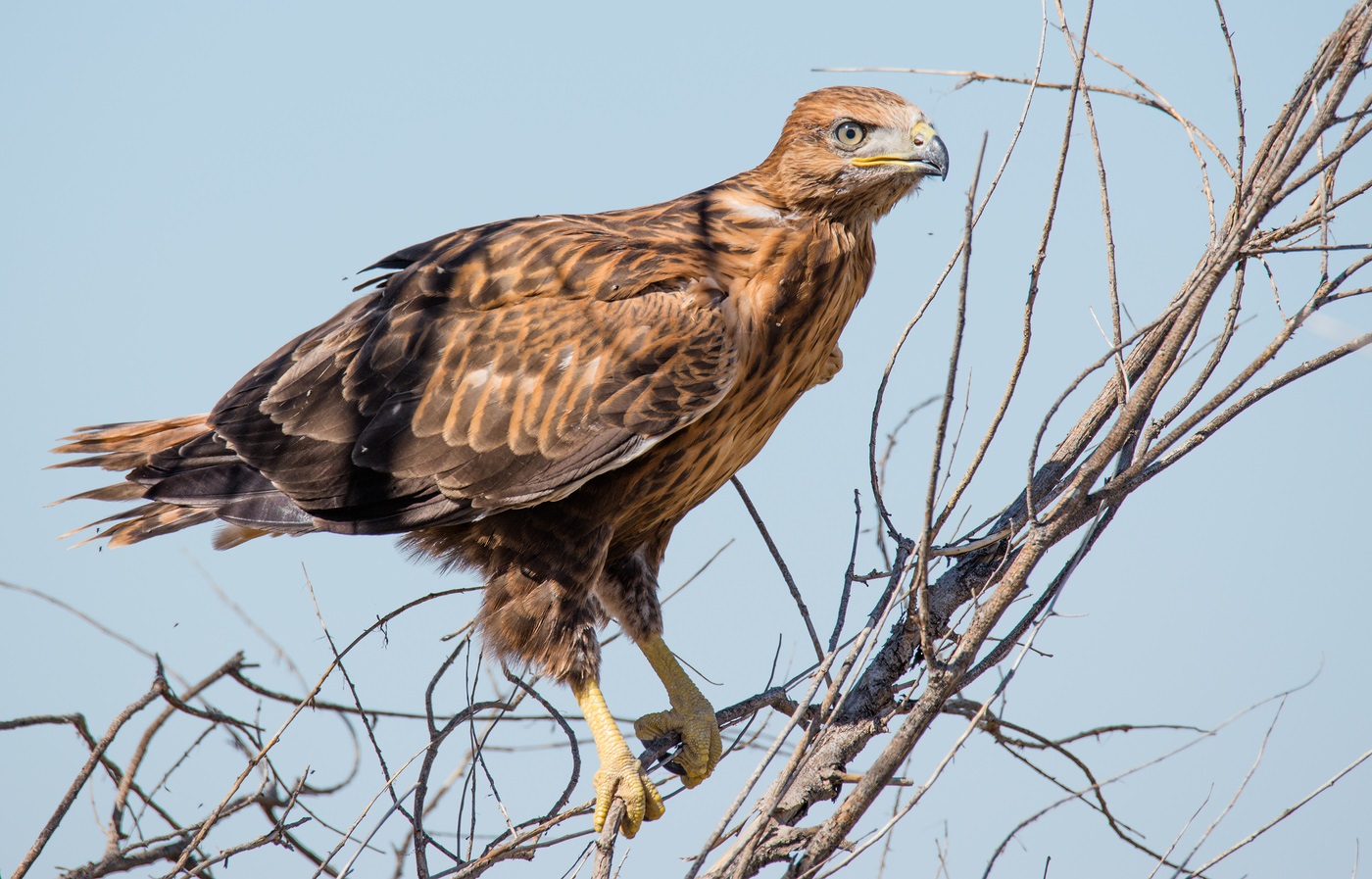 Vulturul de stepă de vită învață să zboare, sărind dintr-o ramură