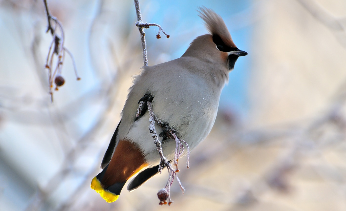 Common Waxwing, a bird view from below