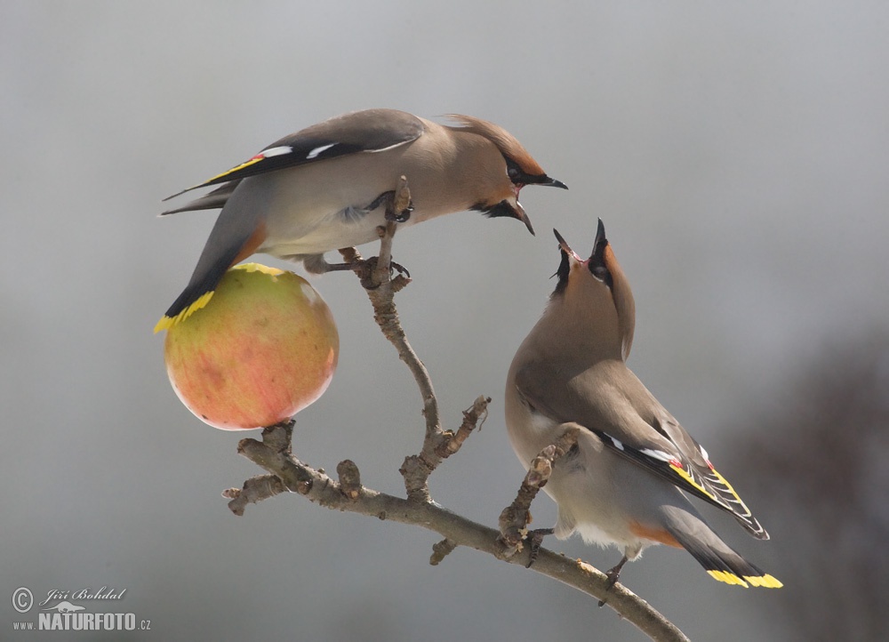 Waxwings vie for apple