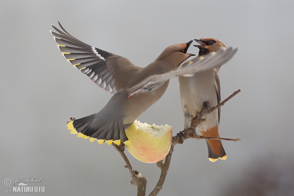 Waxwings vie for apple