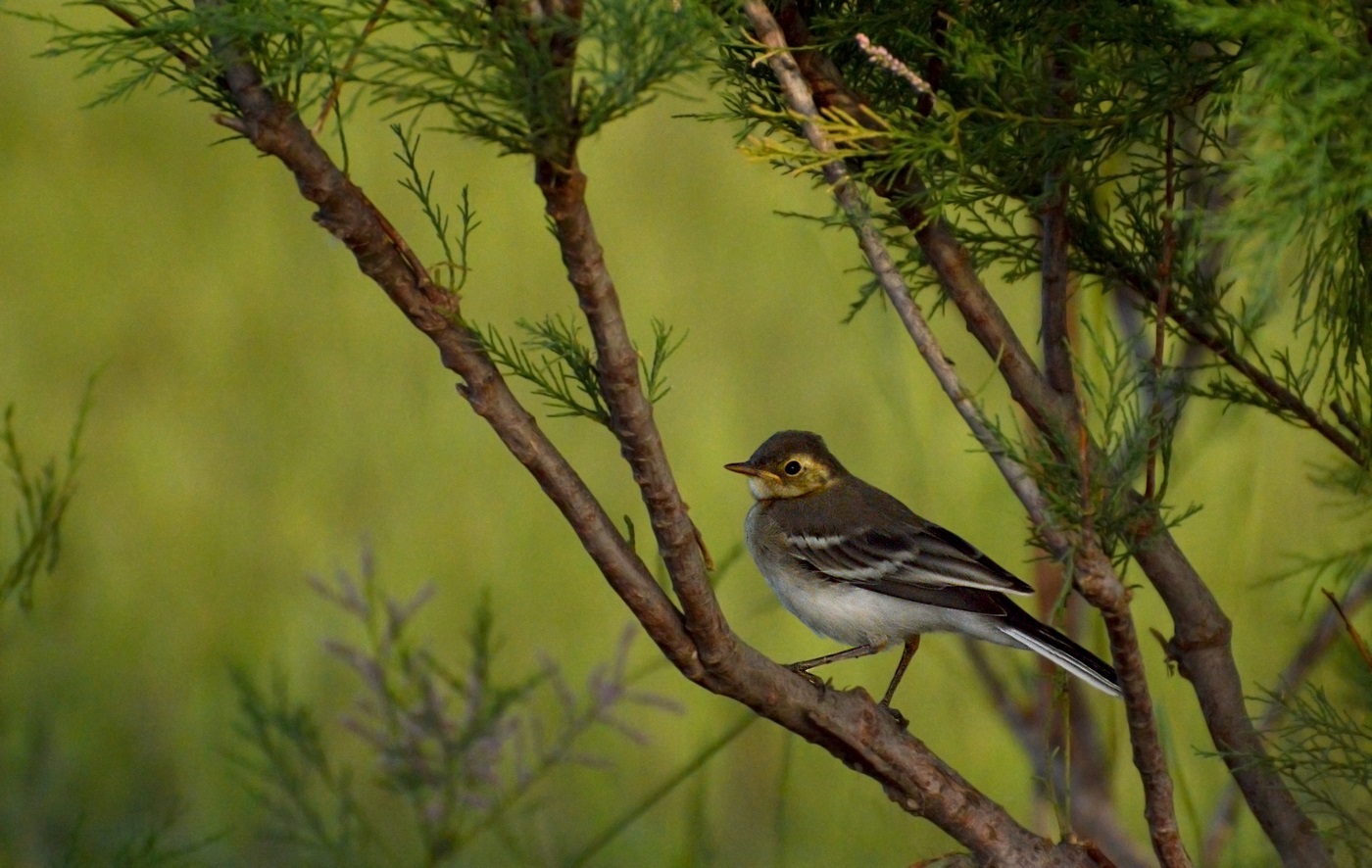 Wagtail adolescente