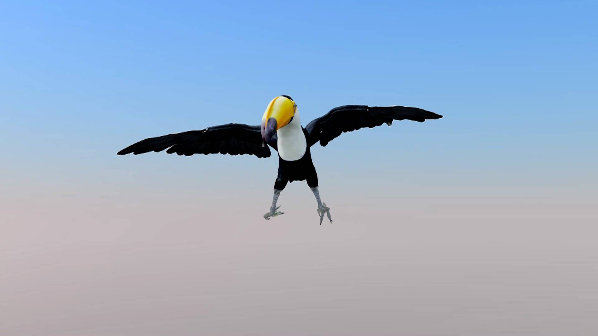 Big Toucan in flight