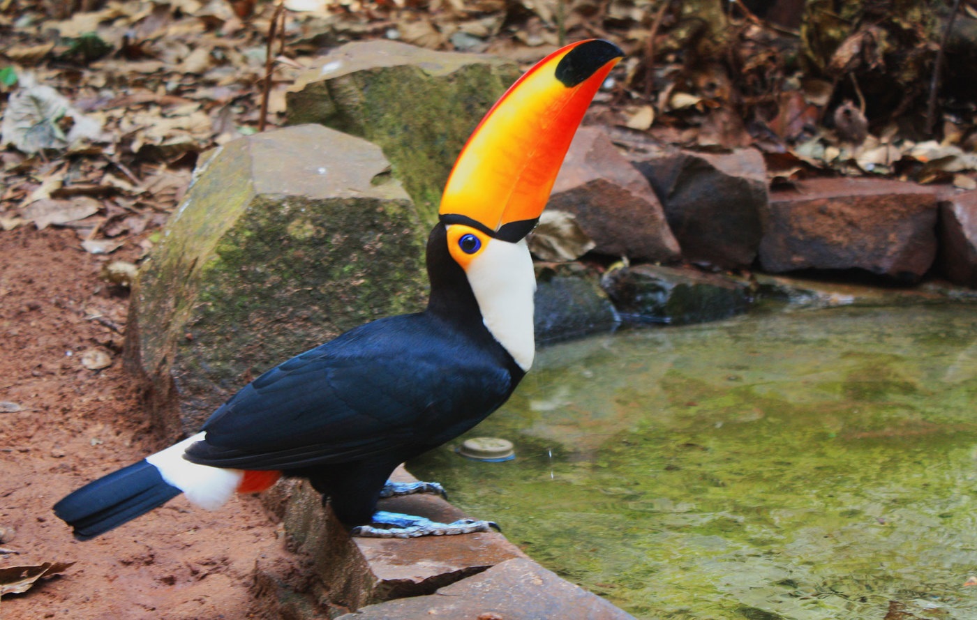 الطوقان في Iguazu حديقة الطيور ، البرازيل