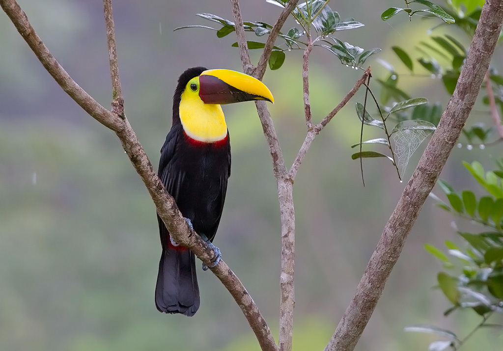 棕色背鳍巨嘴鸟。哥斯达黎加
