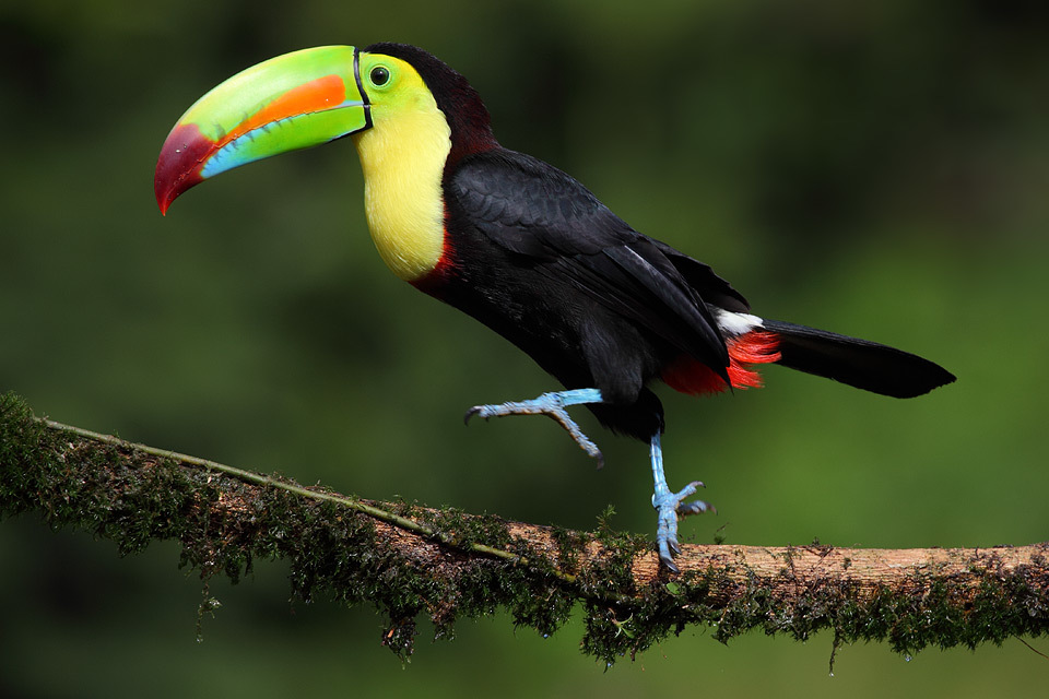 -Capped toucan texta carinae. Costa Rica