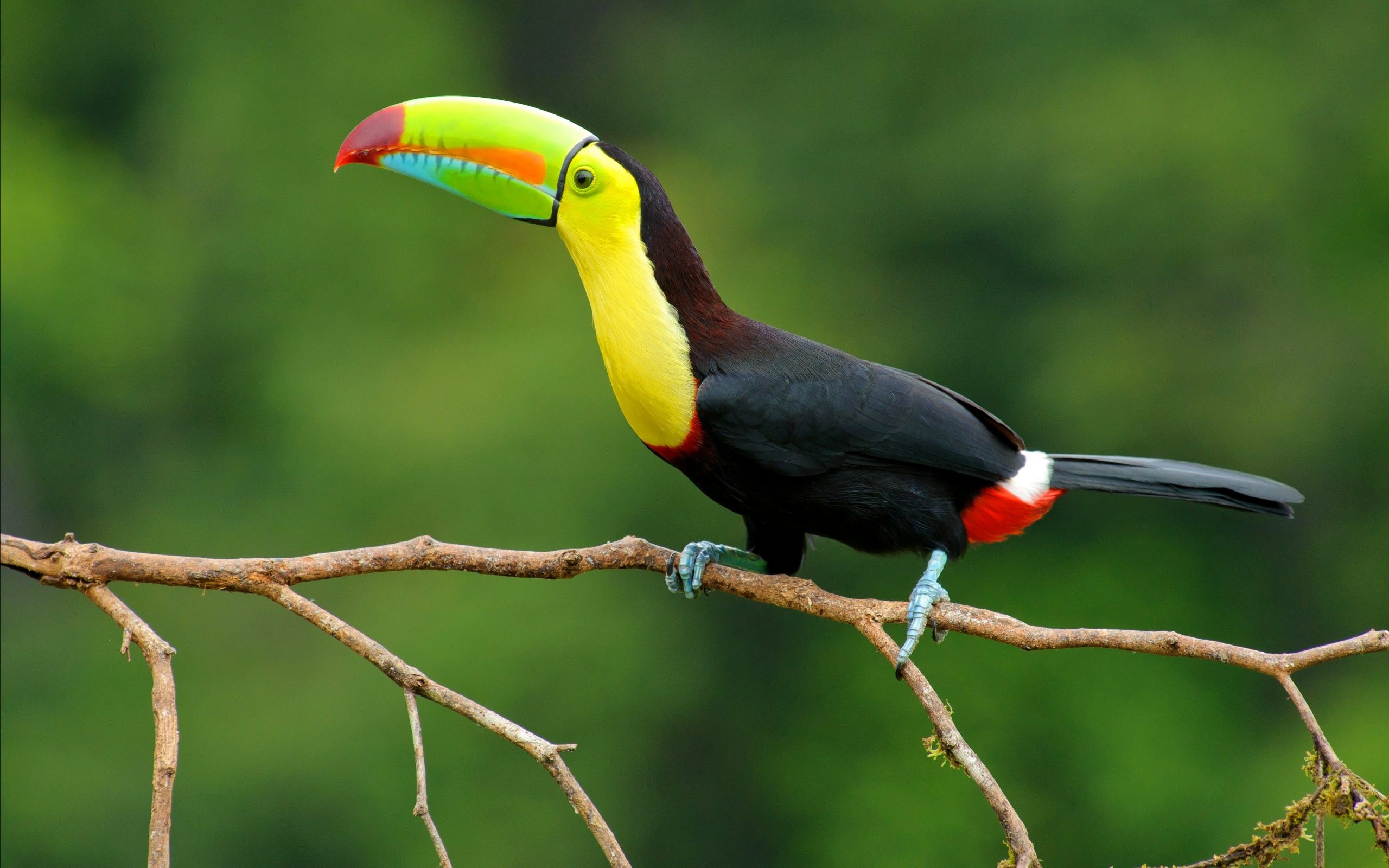 Rainbow toucan