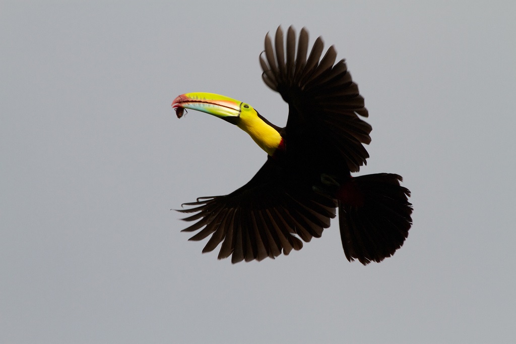 Rainbow Toucan dalam penerbangan dengan mangsa