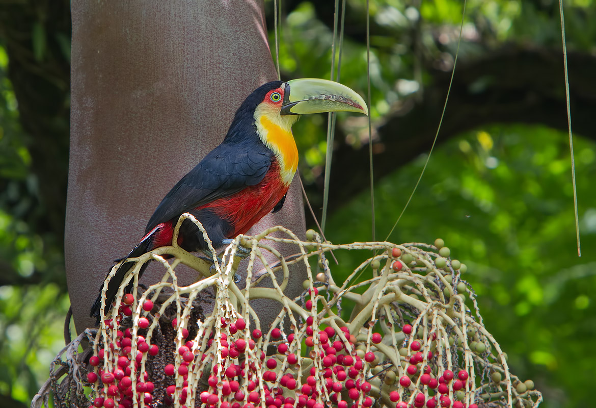 Green-billed or Red-breasted Toucan, Sao Paulo National Park, Brazil