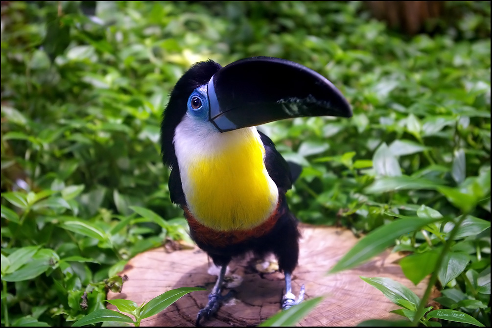 Black-billed Toucan. Photo without flash from hands through glass under poor lighting, Tallinn Zoo