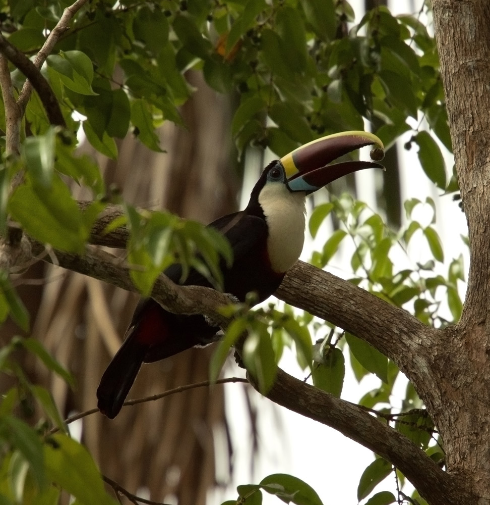 Bodas-throated toucan, anu délta Walungan Orinoco (Venezuela)