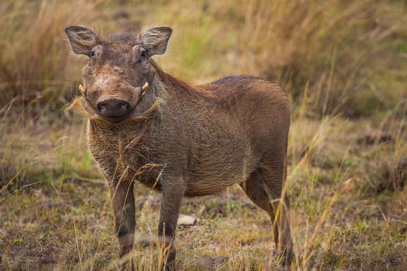 Warthog bergegas keluar ke jalan di Taman Negara Masai Mara di Kenya dan...