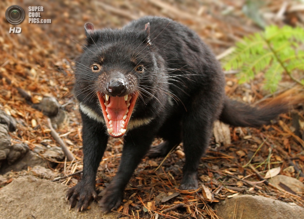 I-Tasmanian devil
