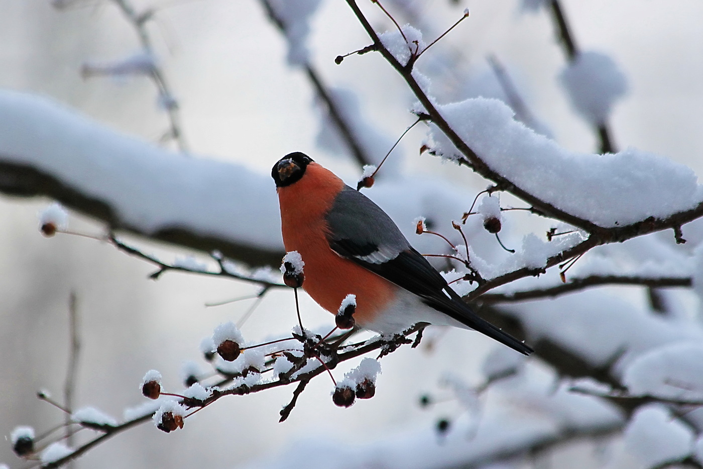 Bullfinch in winter