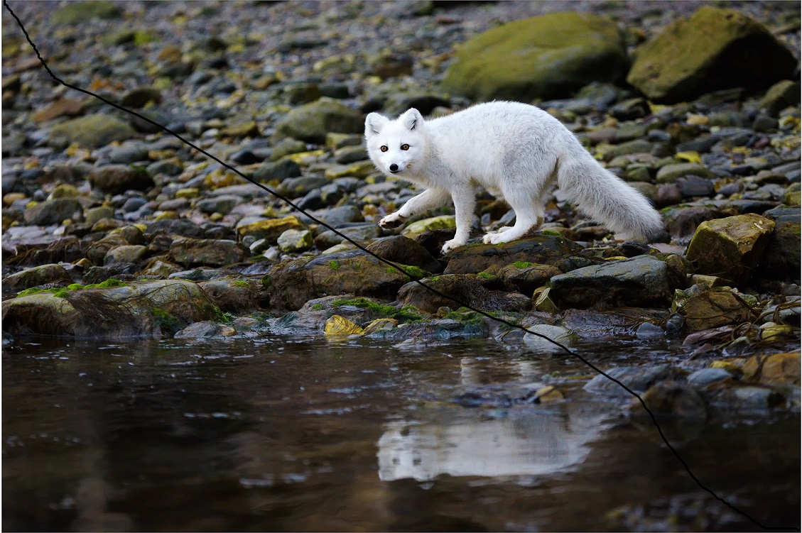 Arctic fox, foto: august 2014