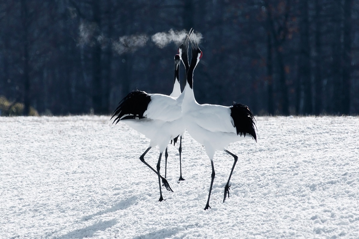 Japan, Hokkaido Island. Japanese Cranes Nature Park