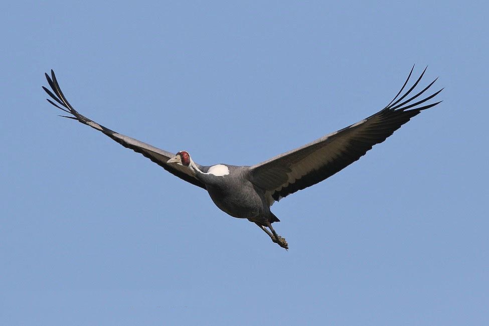 Daursky crane ໃນການບິນ