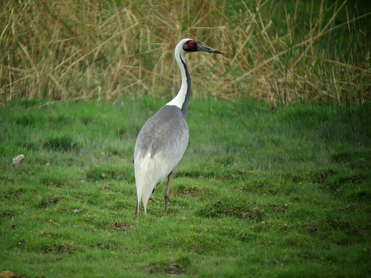 Daursky crane