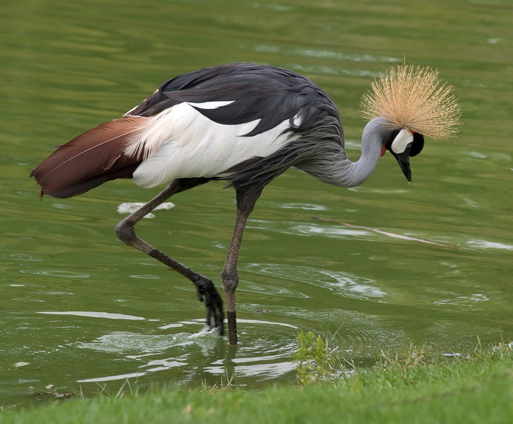 Crowned Crane nan Zoo lavil Jerizalèm