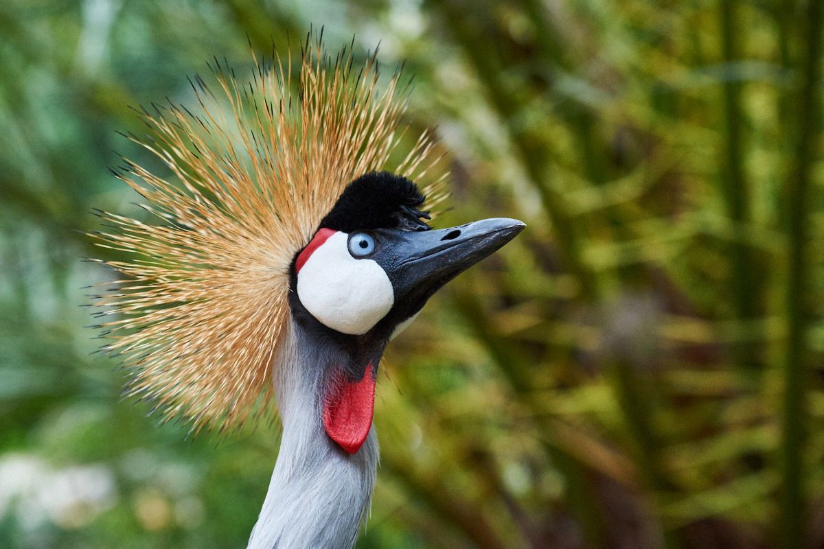 Oriental Crowned Crane