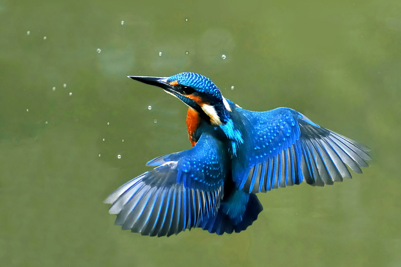 Kingfisher arrunta
