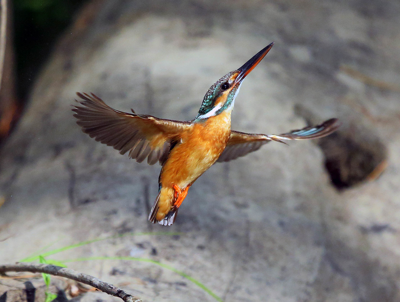 Kingfisher guud
