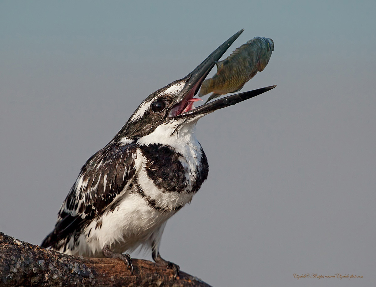 I-Little Pied Kingfisher