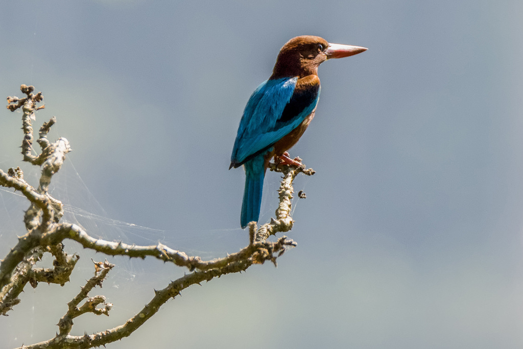 Redfilled Kingfisher