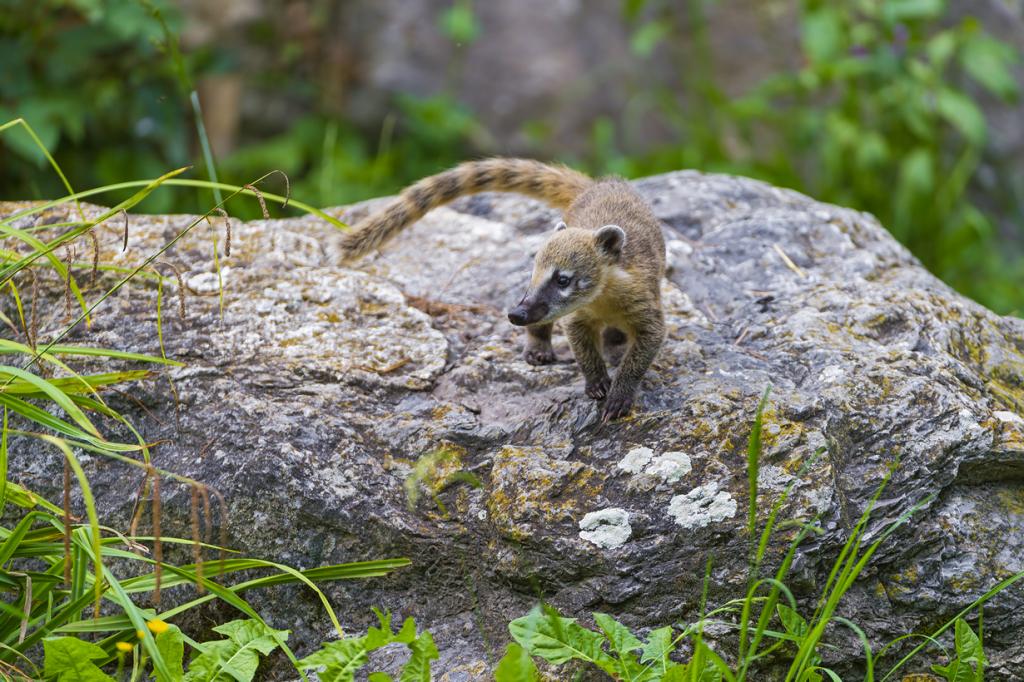 Jonge nosuha op een steen in de natuur