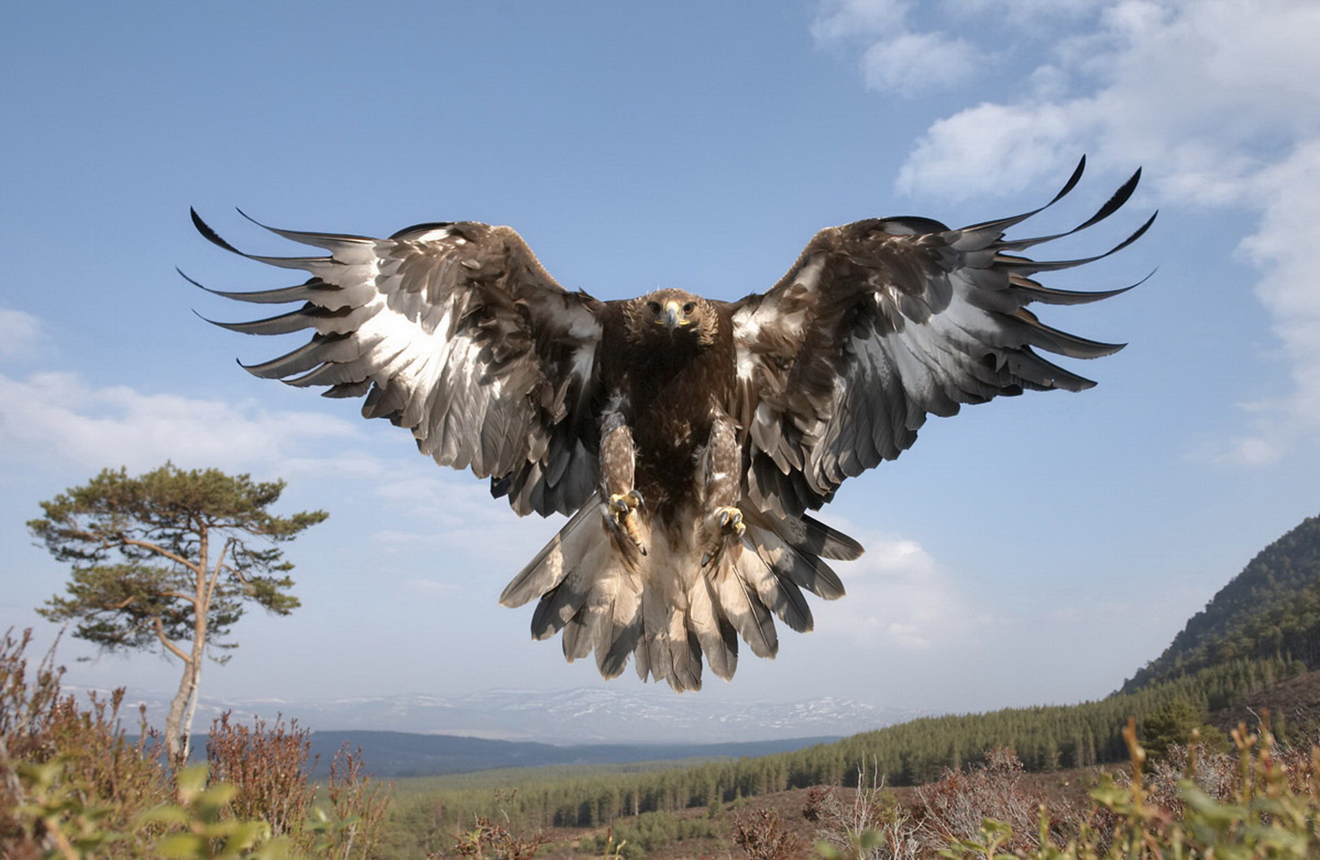 Eagle dalam penerbangan
