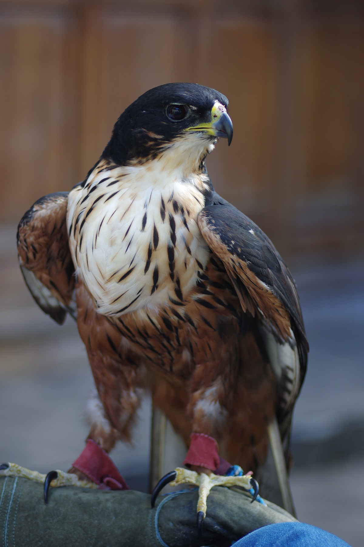 Anndra Hawk Eagle