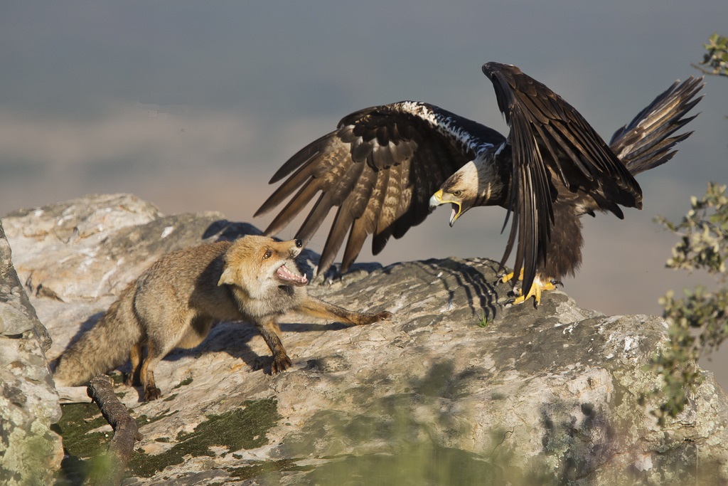 Eagle Sipaniolo tanumia fale