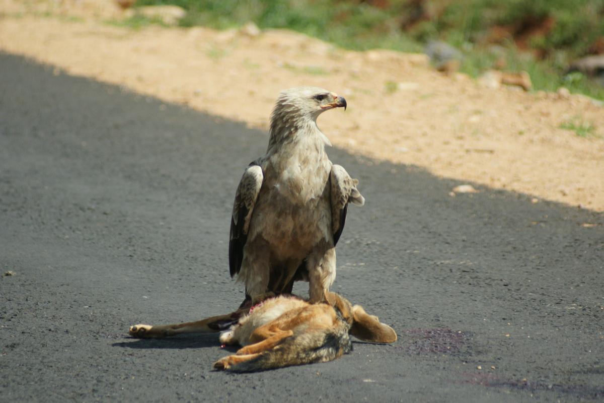 Un águila de piedra y un chacal negro derribados en la carretera.