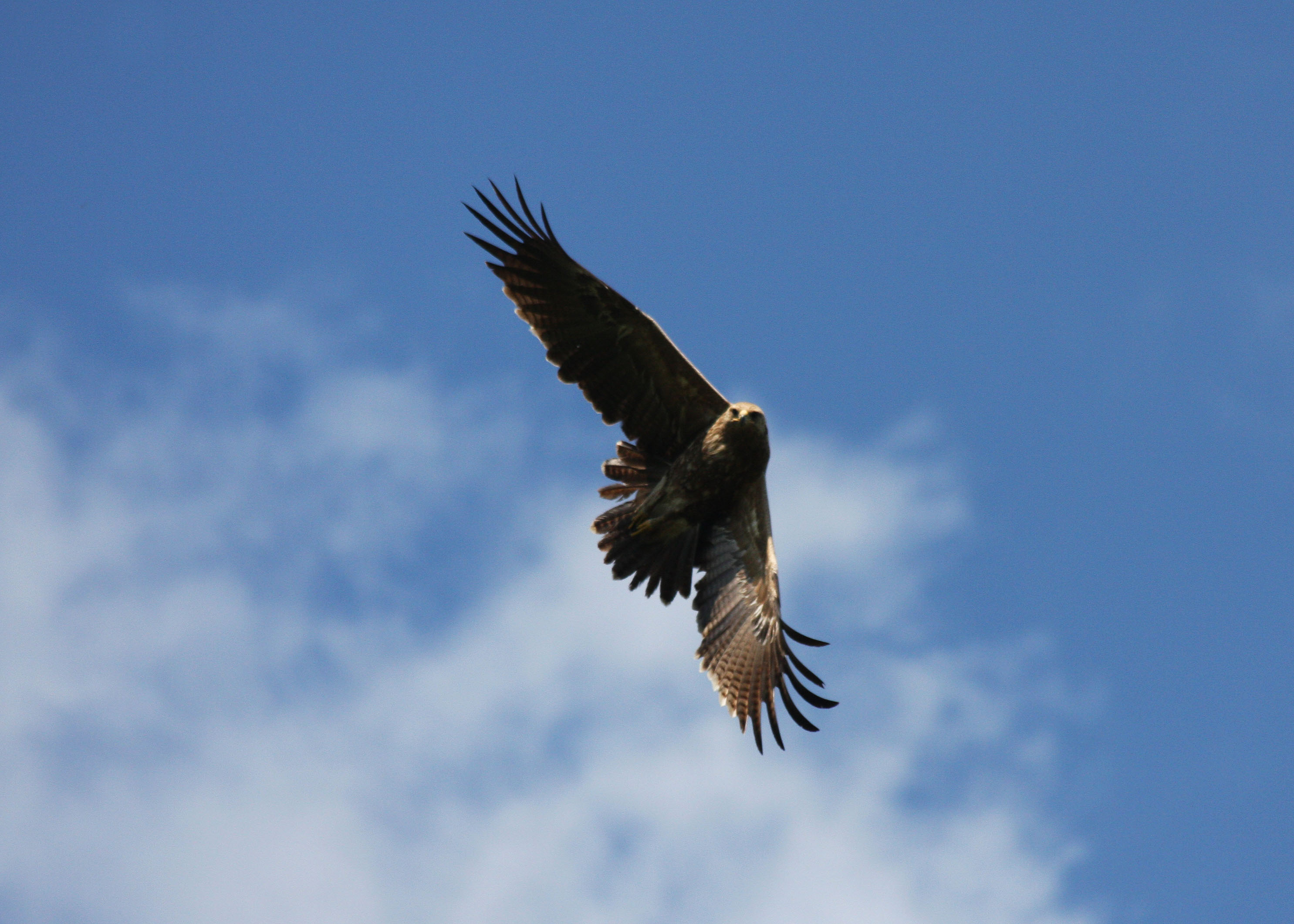 Txikiagoa Spotted Eagle