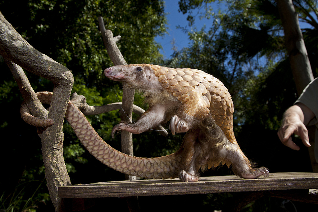 White-bellied Lizard