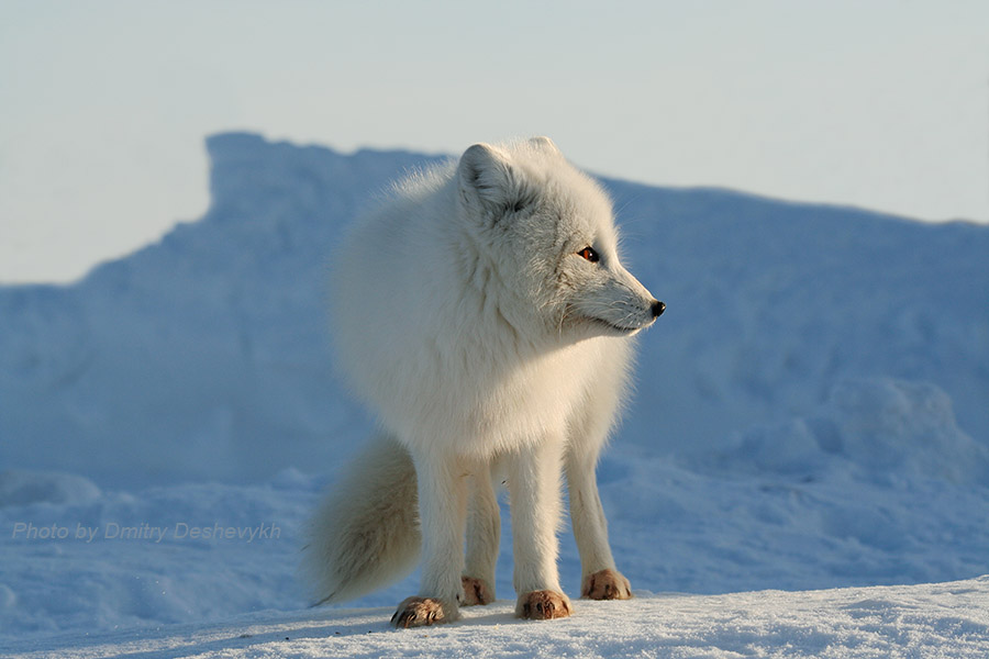 Arktisk räv på vintern