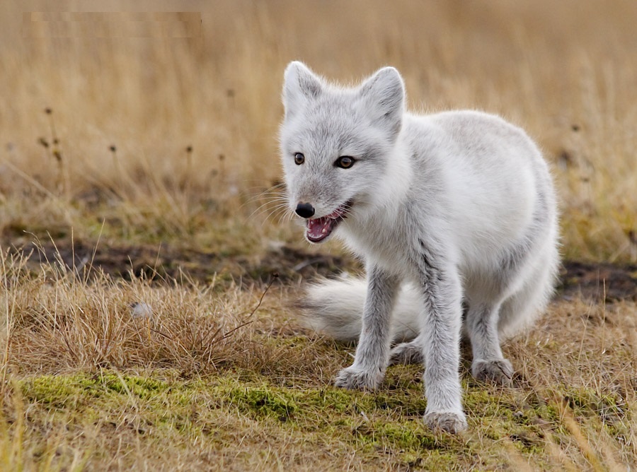 Ang Arctic fox ay ang laki ng malaking pusa. Naka-litrato noong Setyembre 2006