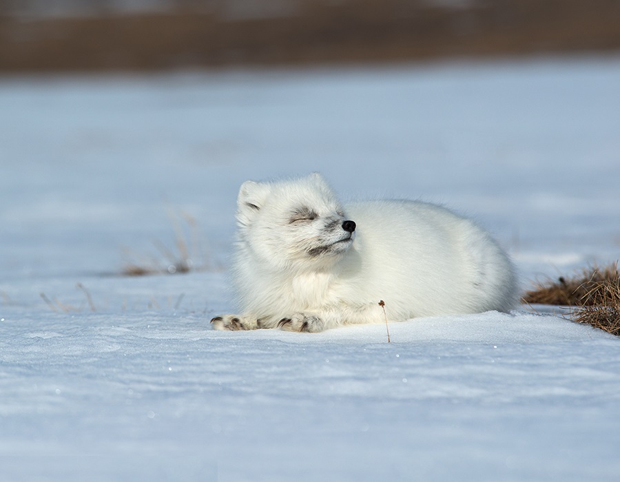 Bijela lisica