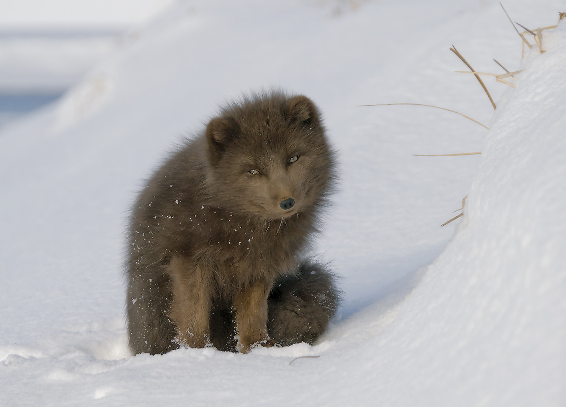Arctic fox. Lihlekehleke tsa Molaoli